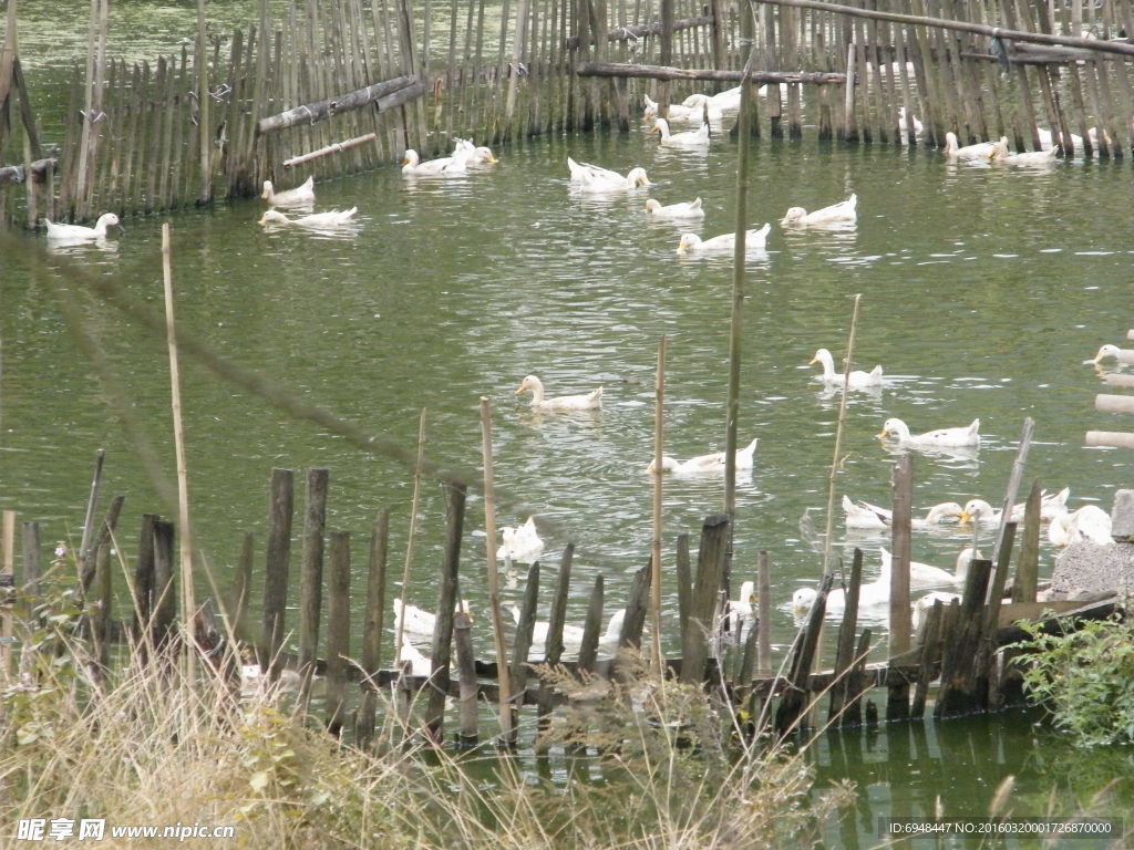 水塘篱笆鸭子