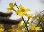 迎春花