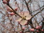 山桃花