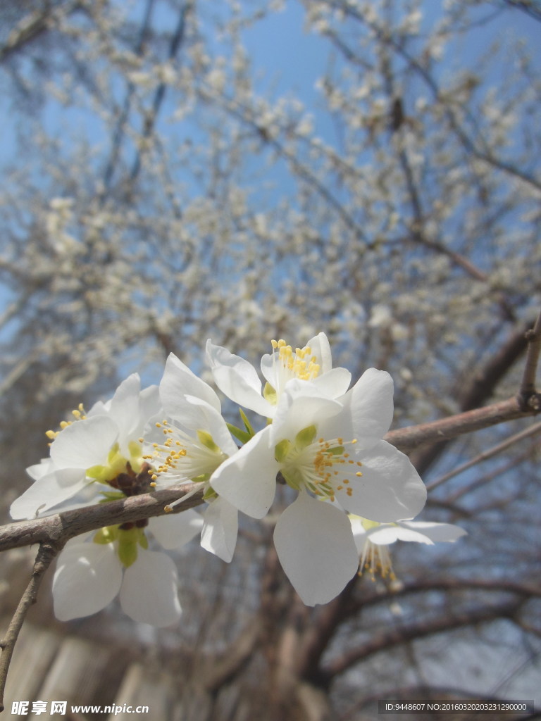 白色樱花
