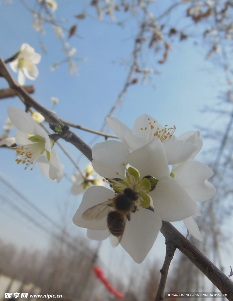 白色樱花