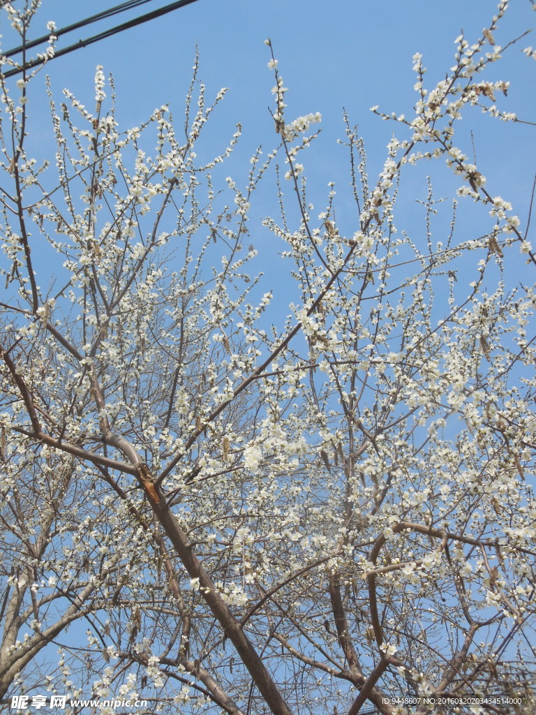 白色樱花
