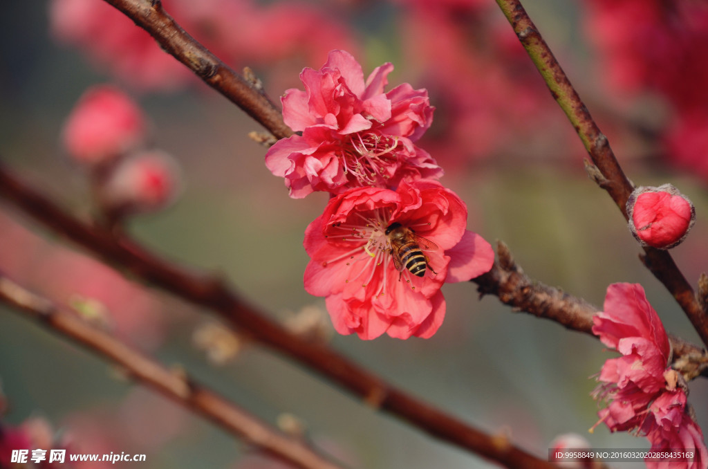 桃花