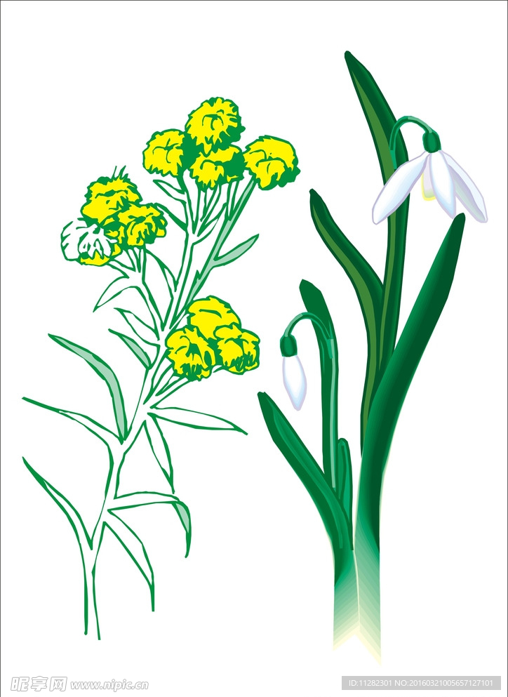 花 黄花
