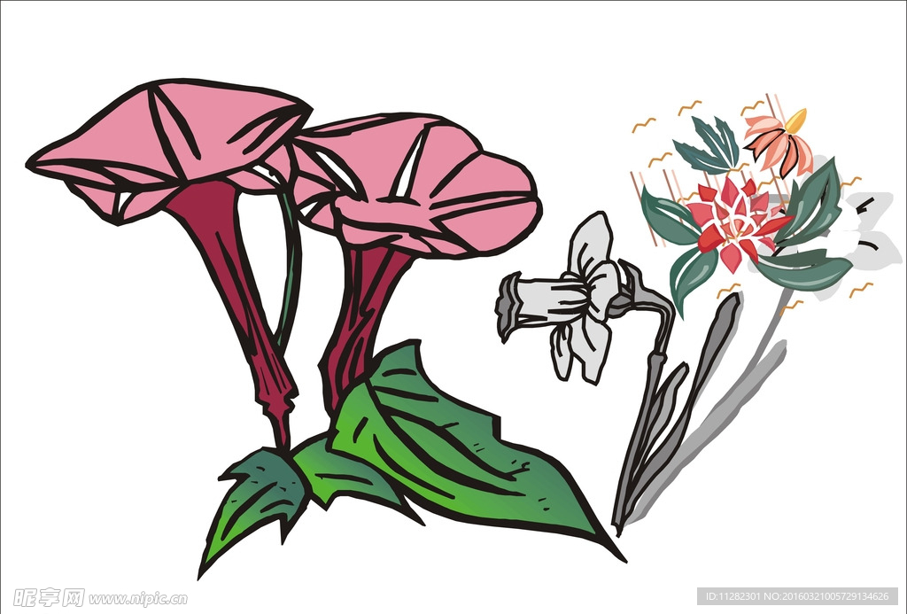 喇叭花 牵牛花