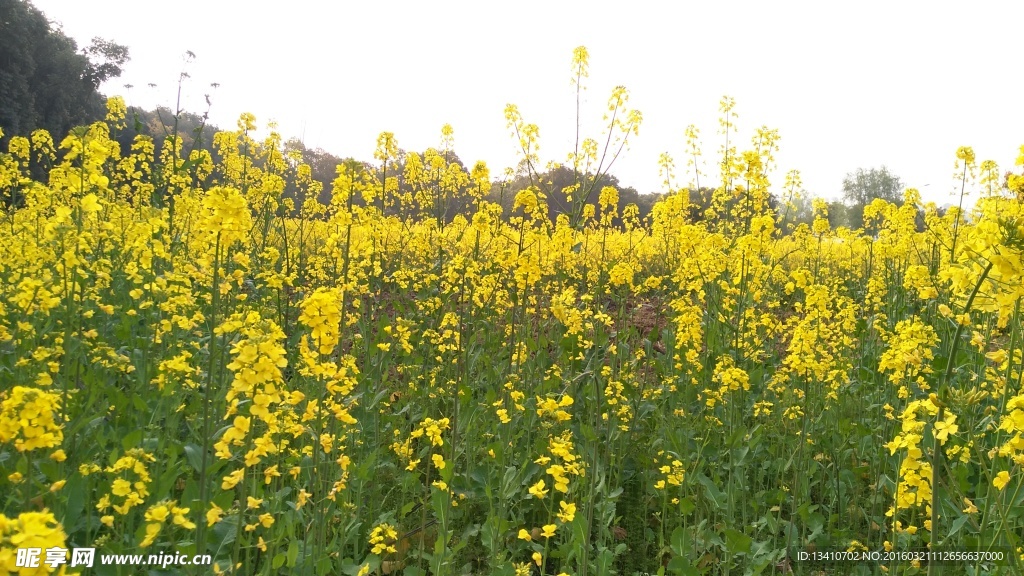 油菜花地高清摄影图