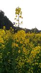 油菜花地高清摄影图