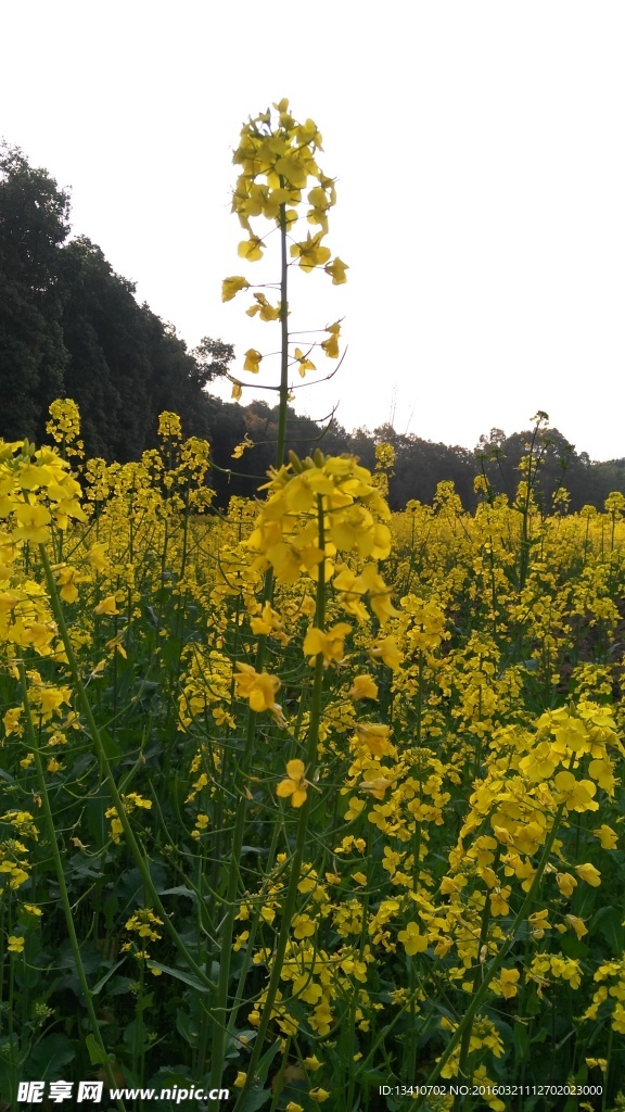 油菜花地高清摄影图