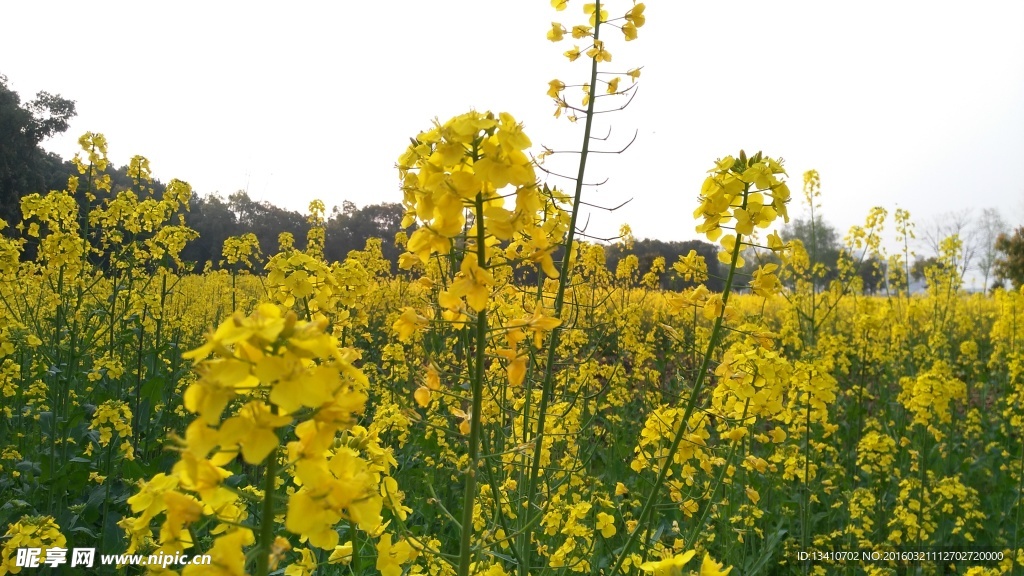 油菜花地高清摄影图