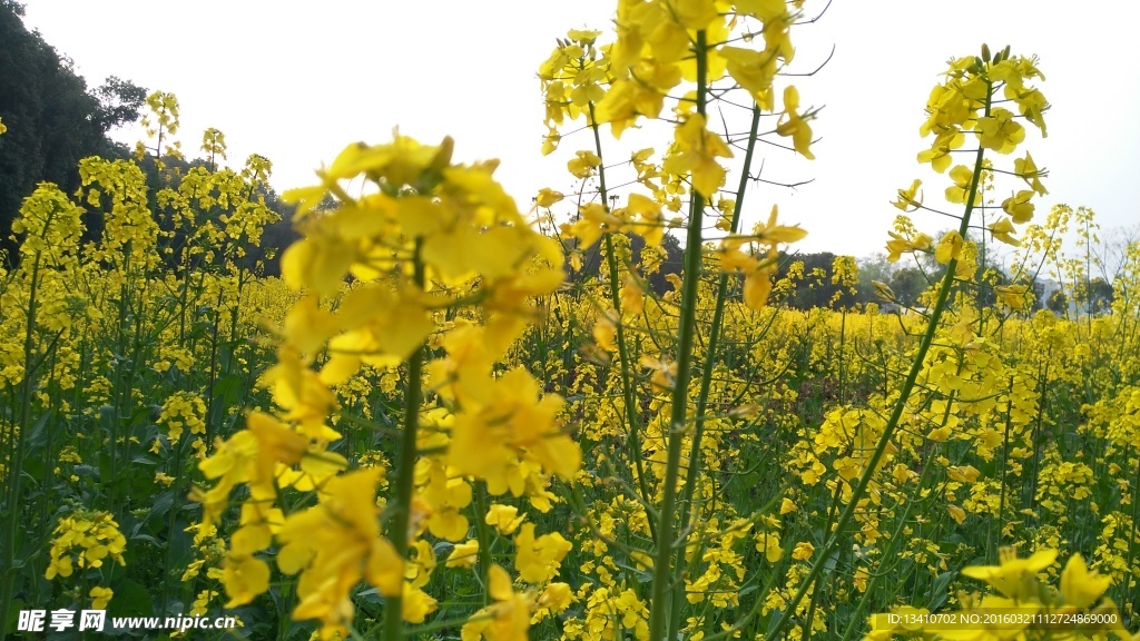 油菜花地高清摄影图