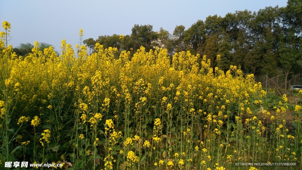 油菜花地高清摄影图