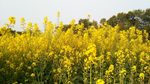 油菜花地高清摄影图