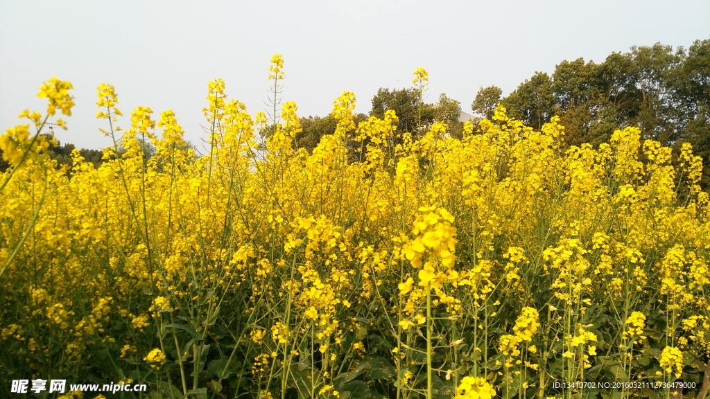 油菜花地高清摄影图