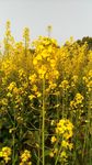 油菜花地高清摄影图
