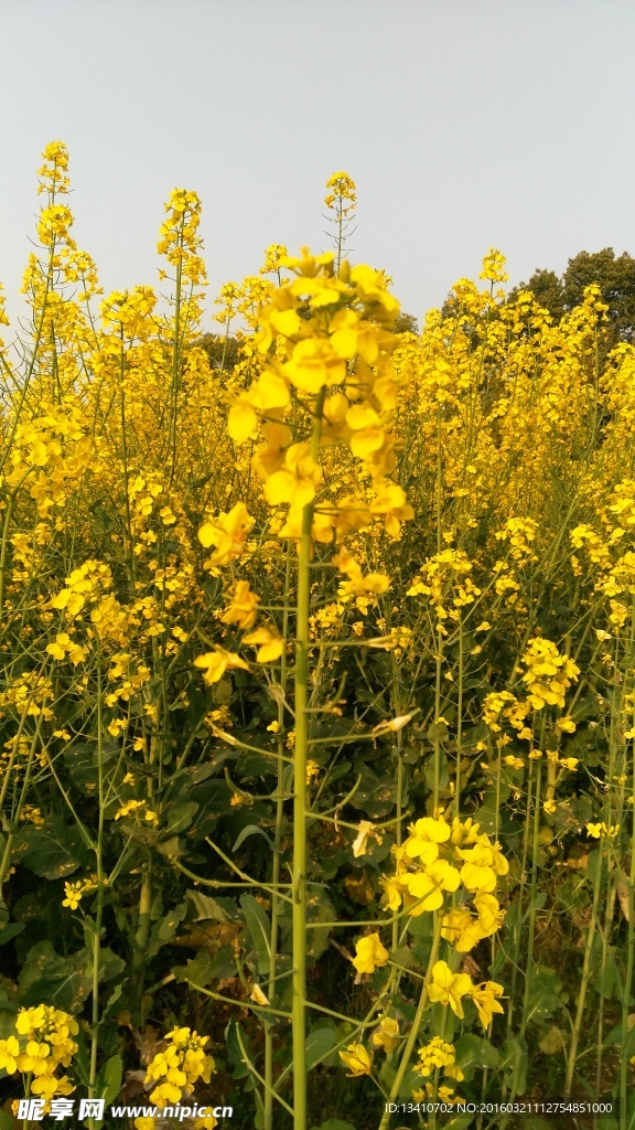 油菜花地高清摄影图