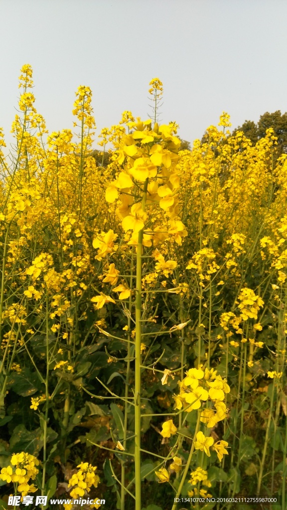 油菜花地高清摄影图