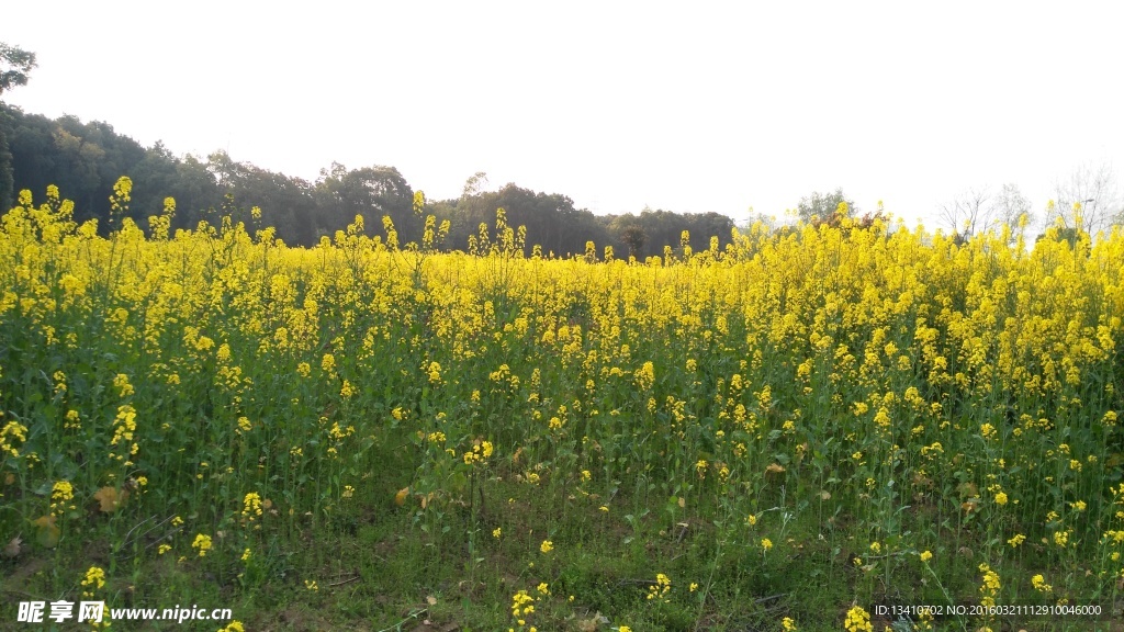 油菜花地高清摄影图