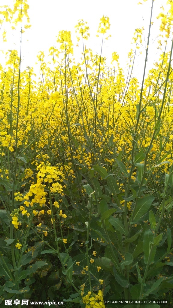 油菜花地高清摄影图