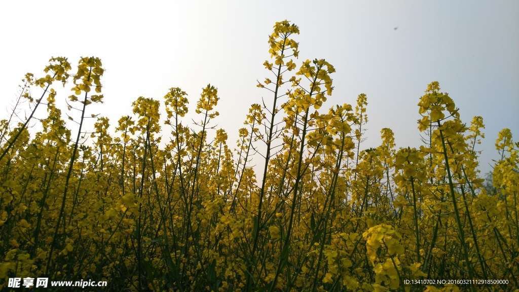 油菜花地 高清摄影图