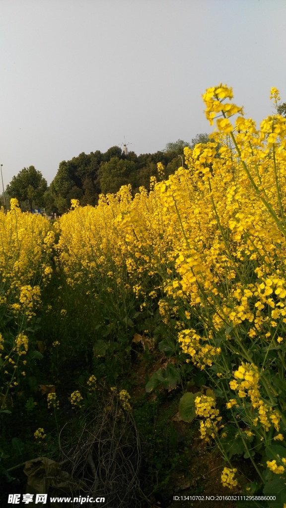 油菜花高清摄影图