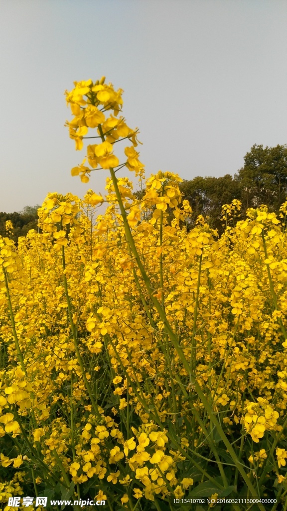 油菜花高清摄影图