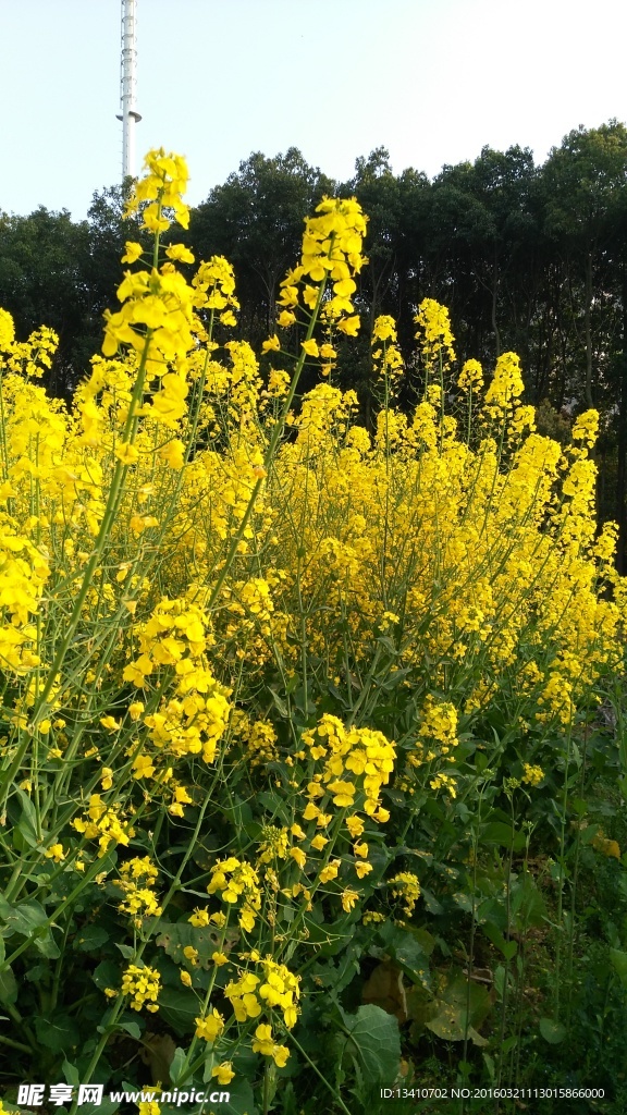 油菜花高清摄影图