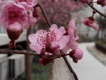 梅花