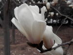 茶花
