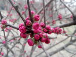 梅花