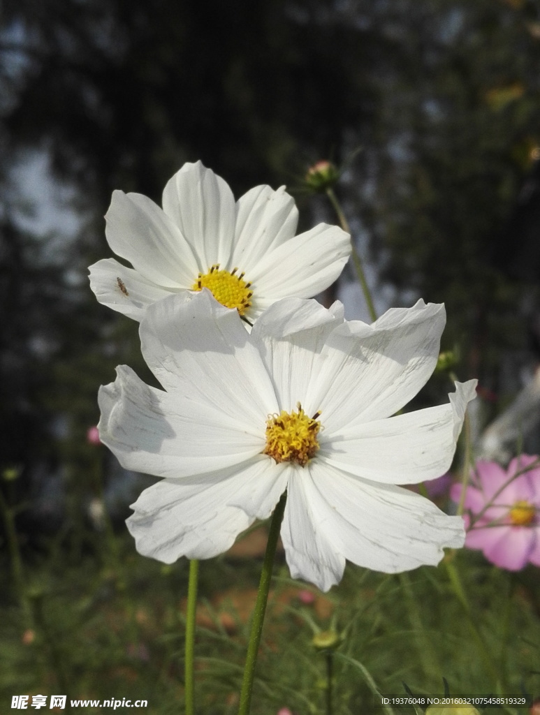 格桑花