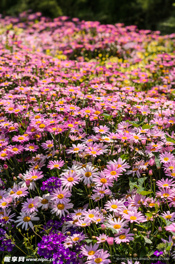 菊花海