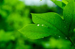 绿叶雨滴
