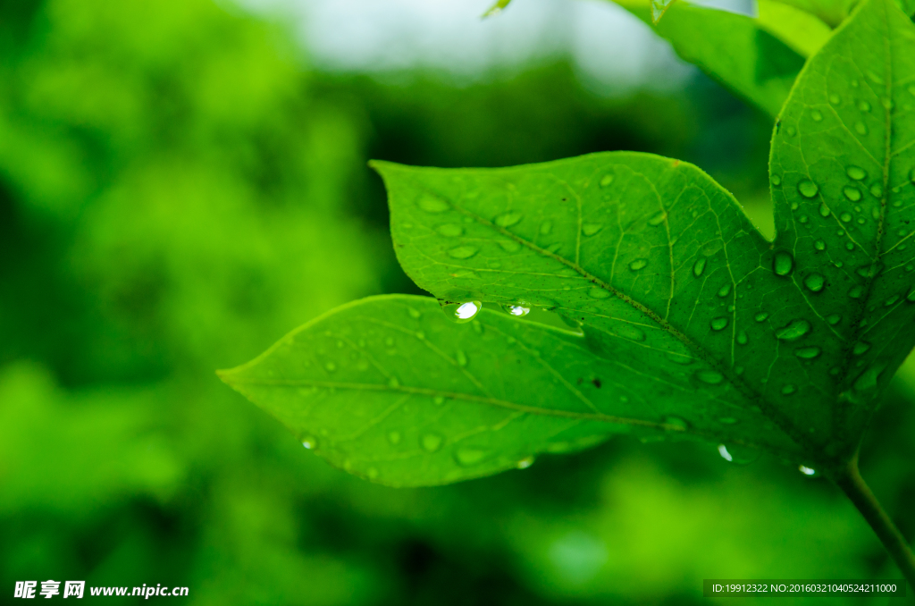 绿叶雨滴