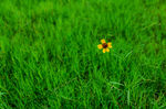 草地上的一朵小花