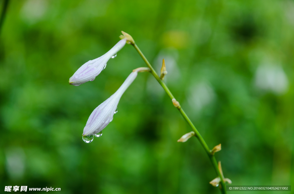 雨中牵牛花