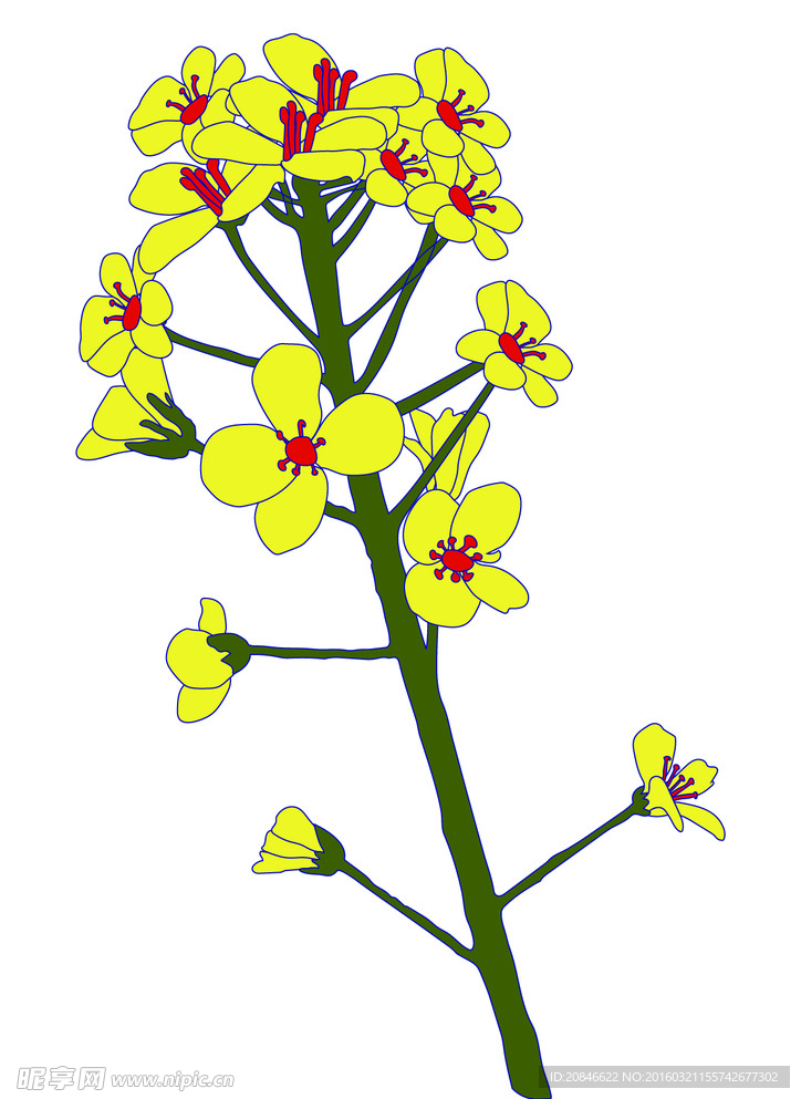 油菜花