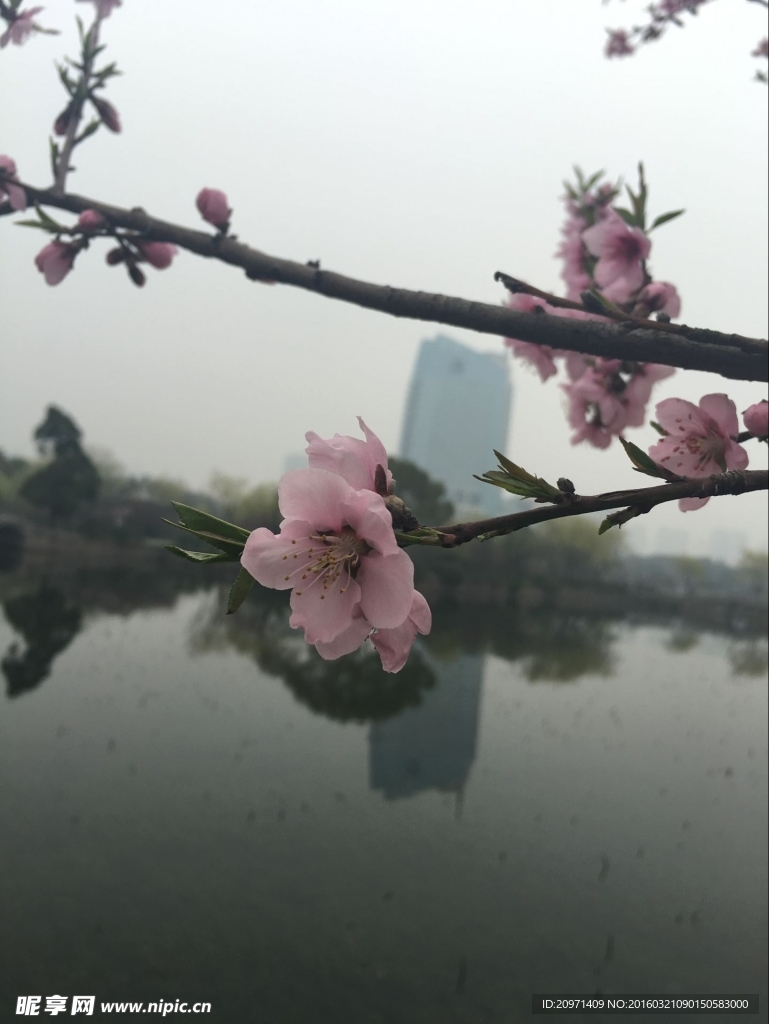 桃花