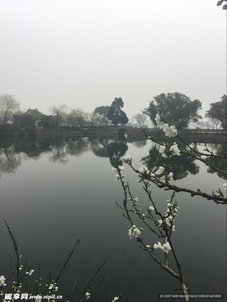 桃花