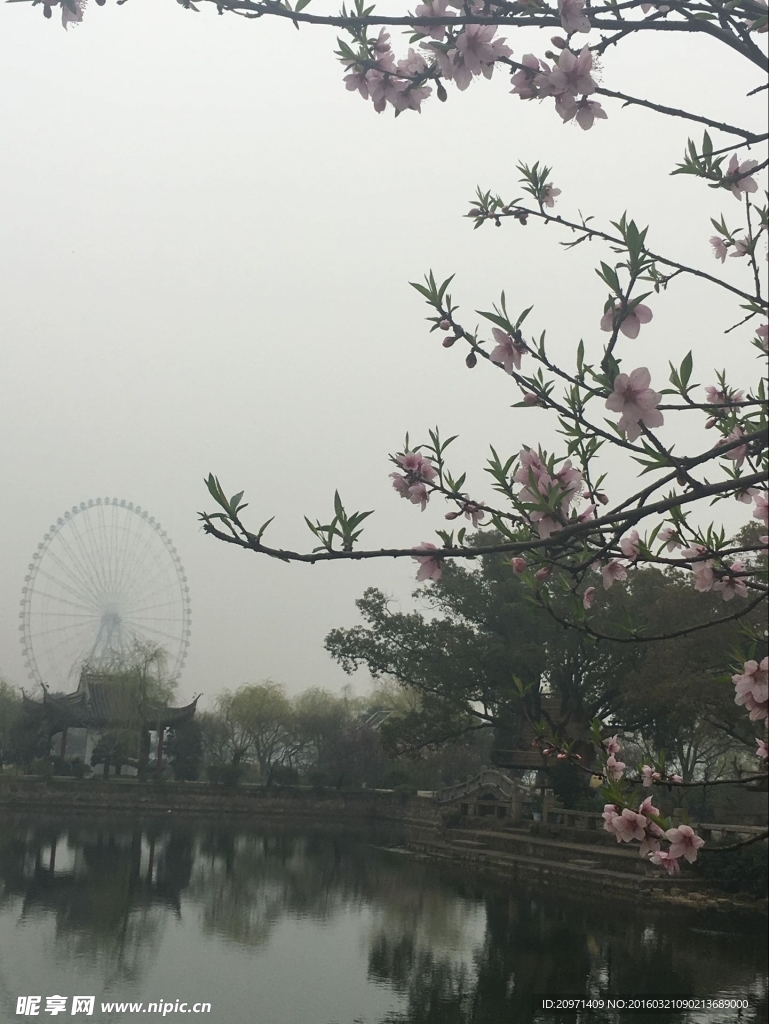 桃花