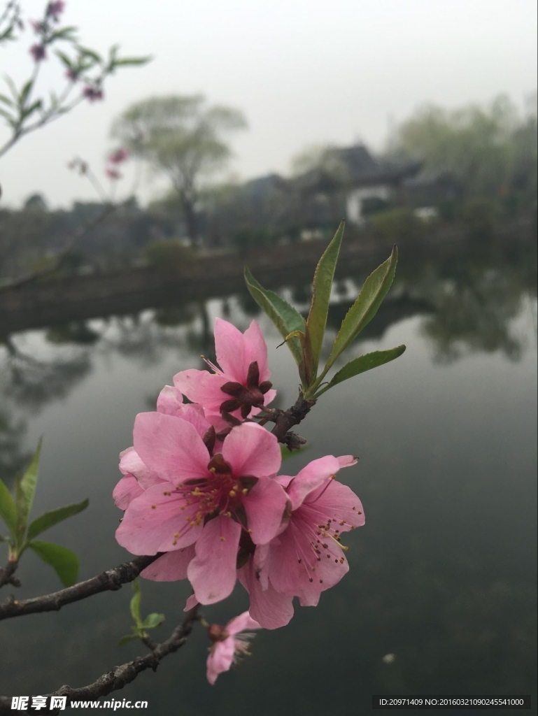 桃花