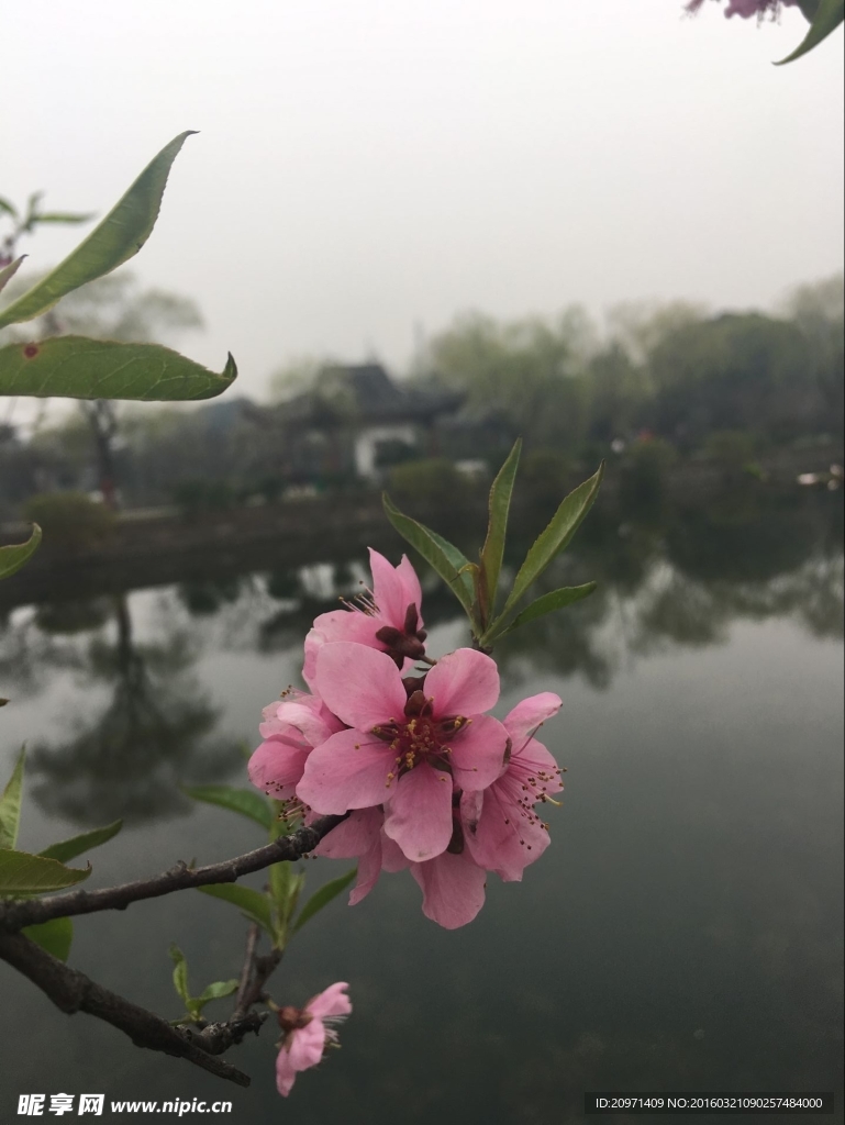 桃花
