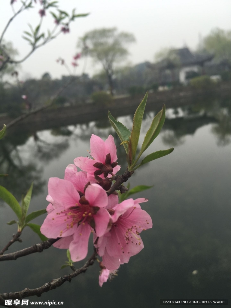 桃花