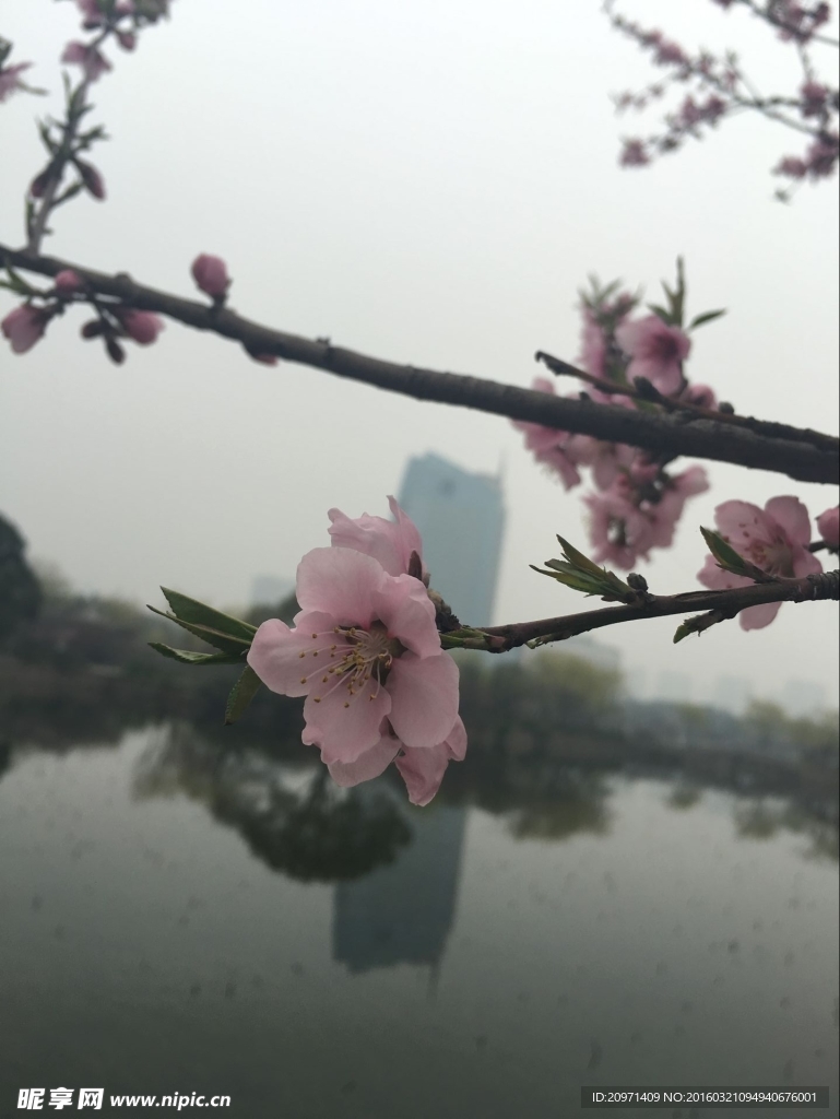 桃花