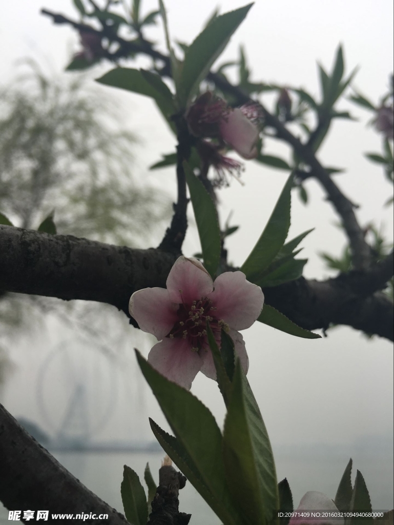 桃花