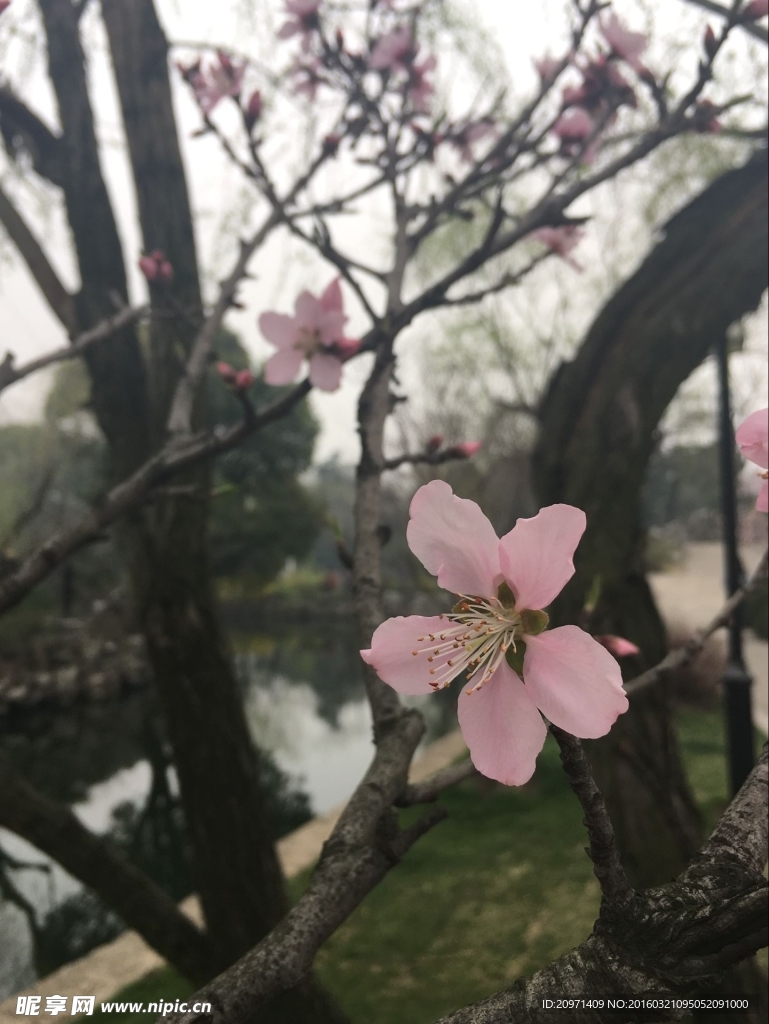 桃花