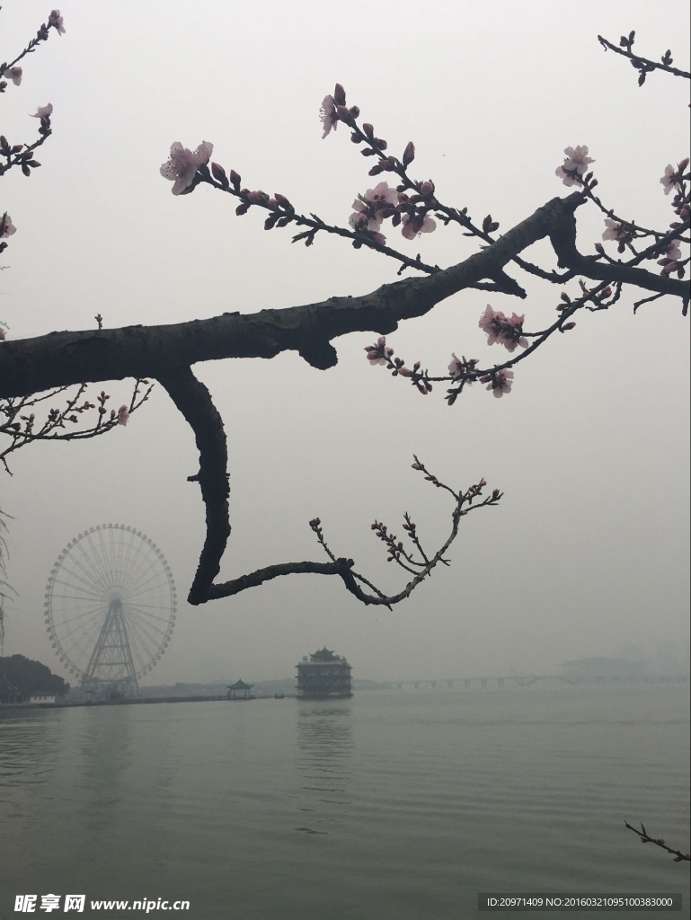 桃花