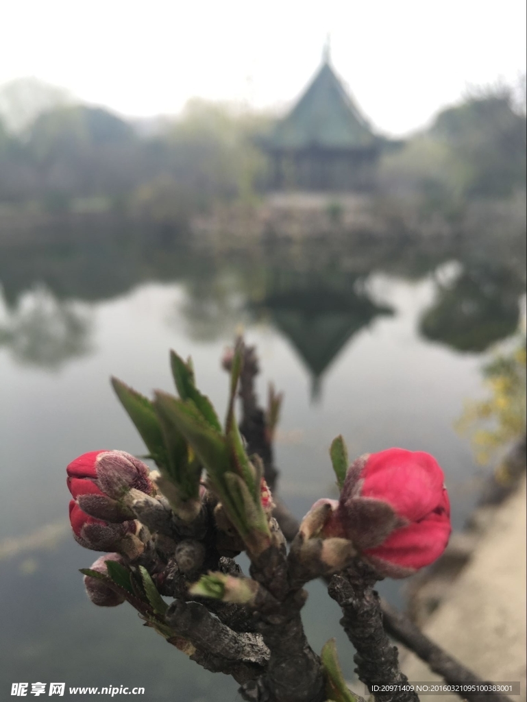 桃花