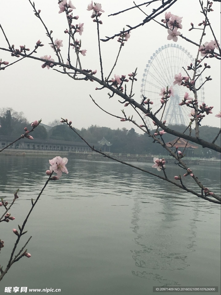 桃花