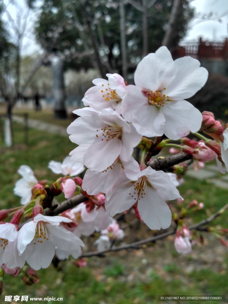 樱花