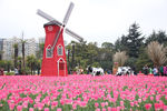 郁金香花园